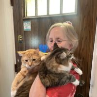 Metropolitan Cat Hospital ico