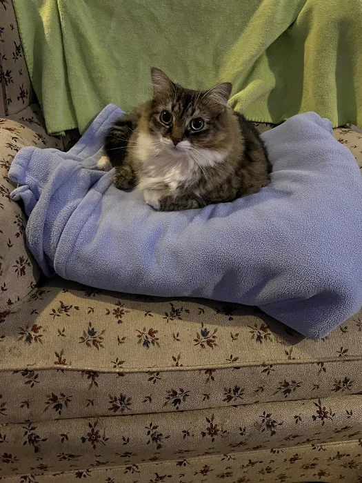 Metropolitan Cat Hospital 3