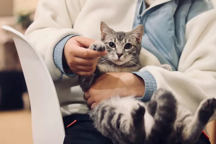Metropolitan Cat Hospital 6