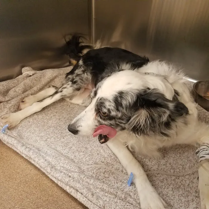 Animal Medical Hospital at Glenwood 12
