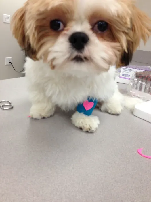 Severna Park Veterinary Hospital 4