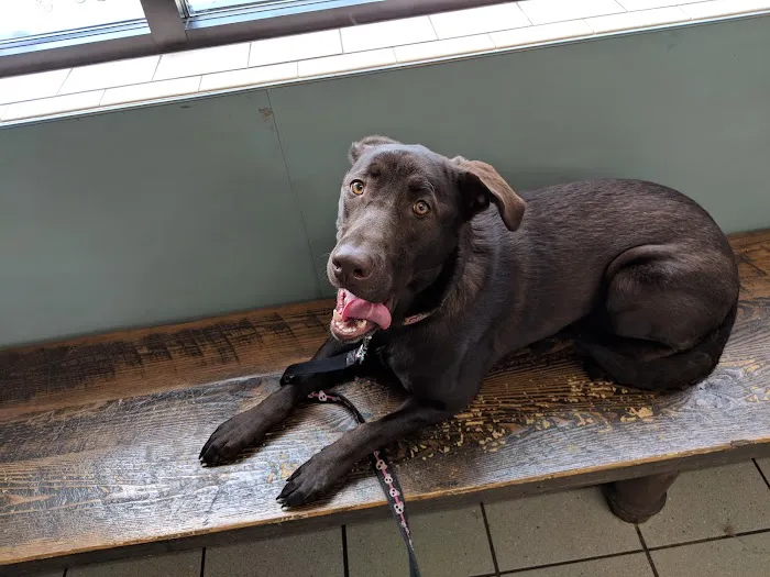 Paradise Animal Hospital 12