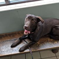 Paradise Animal Hospital ico