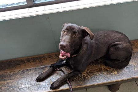 Paradise Animal Hospital