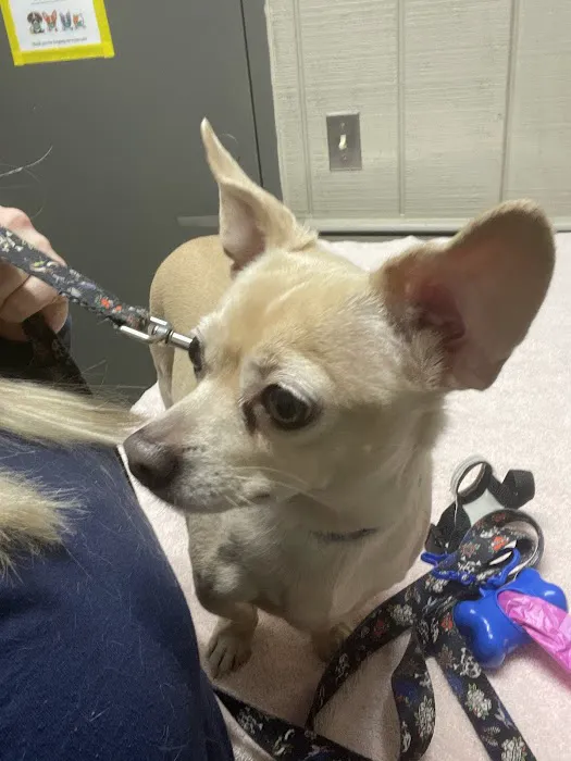 Paradise Animal Hospital 12