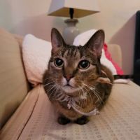 Westview Animal Hospital ico