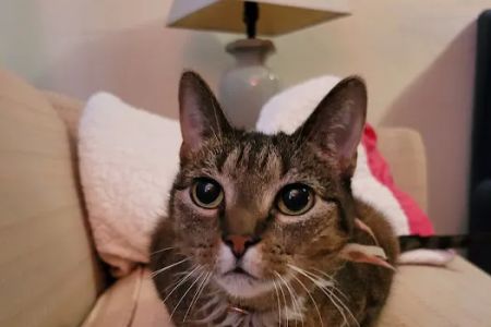 Westview Animal Hospital