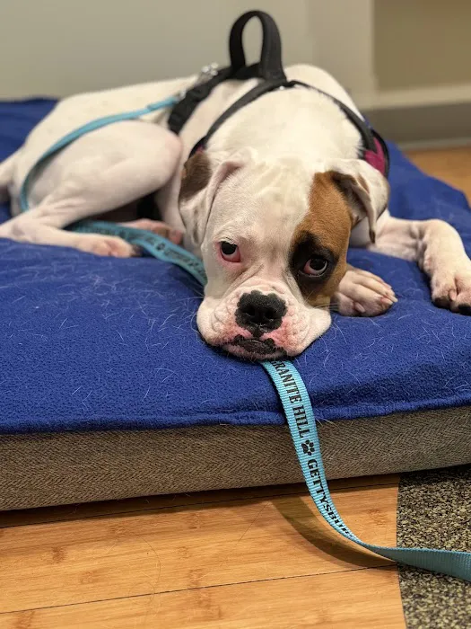 Healing Paws Veterinary Wellness Center 8