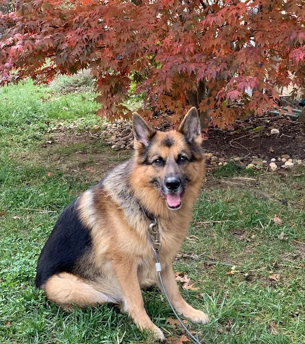 Healing Paws Veterinary Wellness Center 10