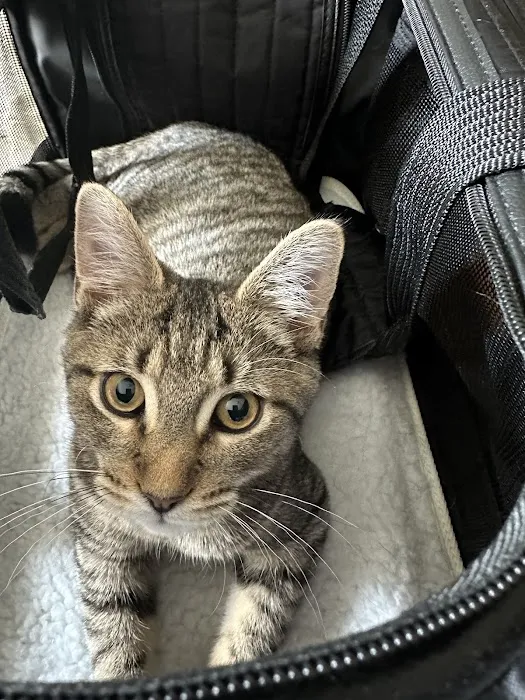 Greater Annapolis Veterinary Hospital 3