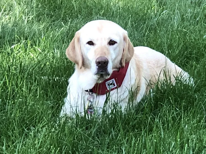 Greater Annapolis Veterinary Hospital 7