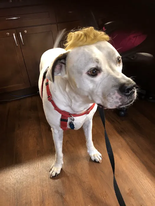 Greater Annapolis Veterinary Hospital 4
