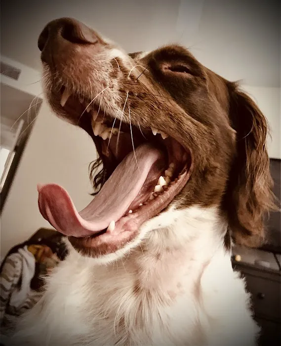 Greater Annapolis Veterinary Hospital 9