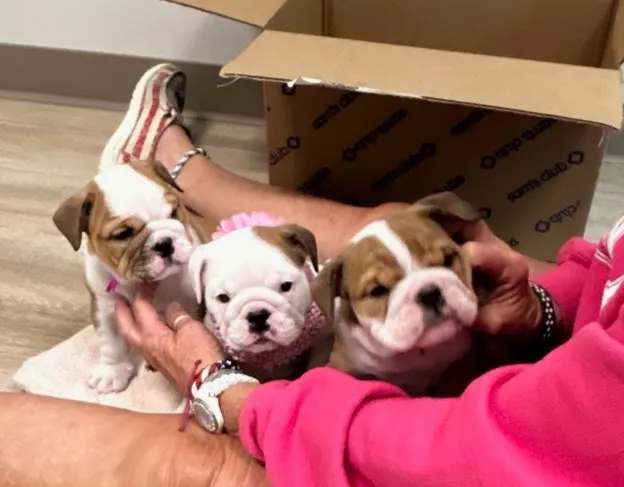 Bayside Animal Medical Center 6