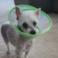 Eye Care for Animals - Annapolis Defense Hwy ico