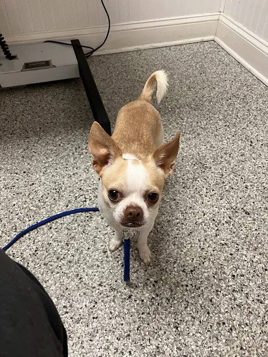 Chesapeake Animal Clinic 7