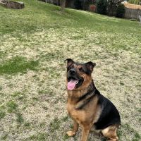 VCA South Arundel Animal Hospital ico