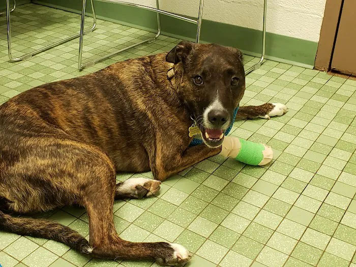 VCA South Arundel Animal Hospital 7