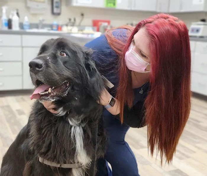 VCA South Arundel Animal Hospital 10