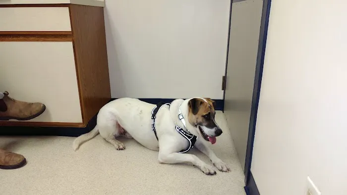 Greater South River Animal Hospital 10