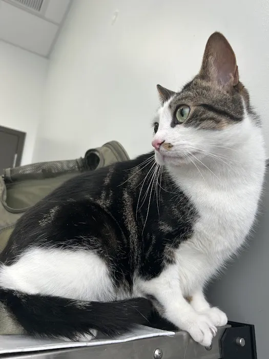 PetMedic Urgent Care Vet Clinic of Edgewater 7