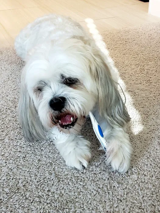 Pet Dental USA 9
