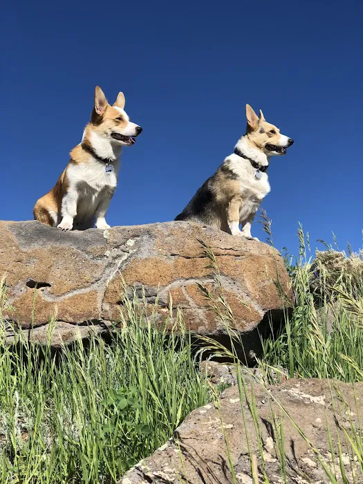 Pet Dental USA 6