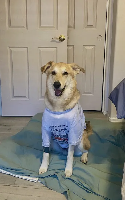 Pet Dental USA 8