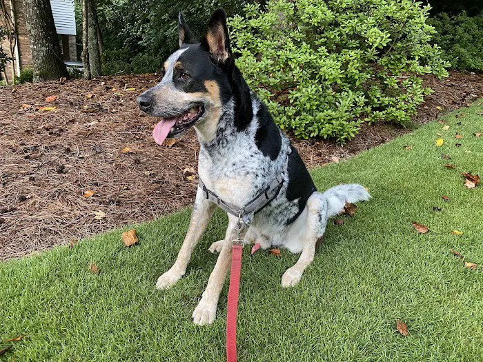 Mill Creek Animal Hospital 12