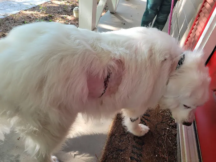 AWC Animal Wellness Clinic 12