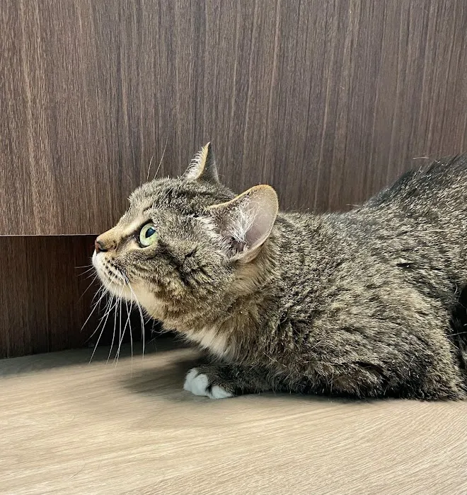 Edgewater Animal Hospital 9