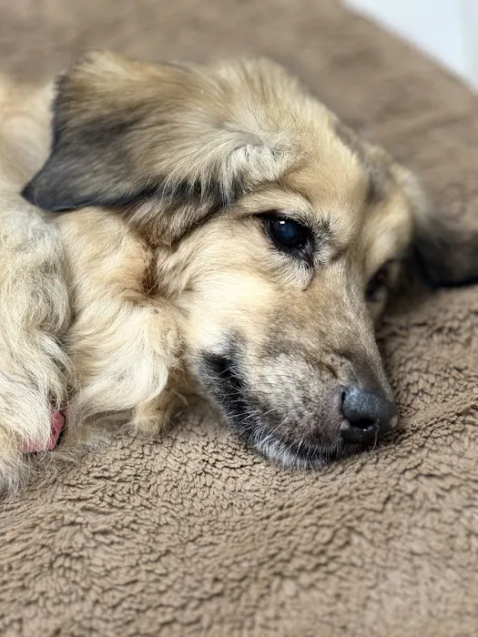 Midway Animal Hospital 6