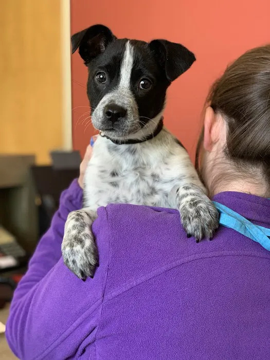 Midway Animal Hospital 8