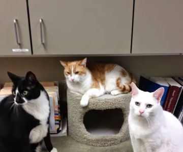 Midway Animal Hospital