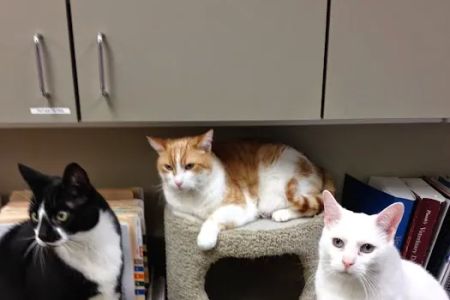 Midway Animal Hospital