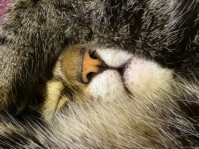 The Village Animal Hospital 12