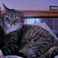 The Village Animal Hospital ico