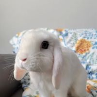 Windward Animal Hospital ico