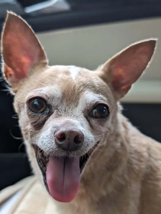 Winters Chapel Animal Hospital - Animal Clinic, Vets in Dunwoody GA 4