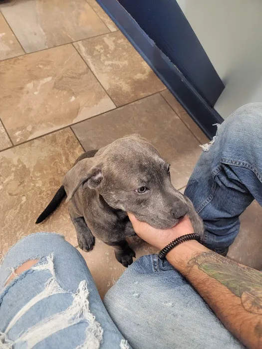 Winters Chapel Animal Hospital - Animal Clinic, Vets in Dunwoody GA 6
