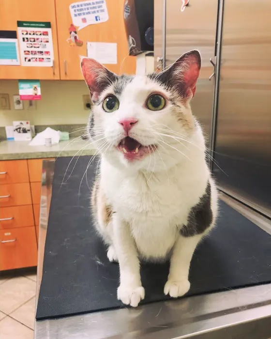 BridgeMill Animal Hospital 9