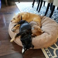 BridgeMill Animal Hospital ico