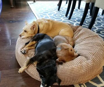 BridgeMill Animal Hospital