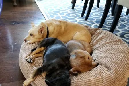 BridgeMill Animal Hospital