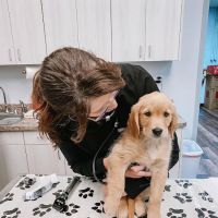 Express Vets Holly Springs ico