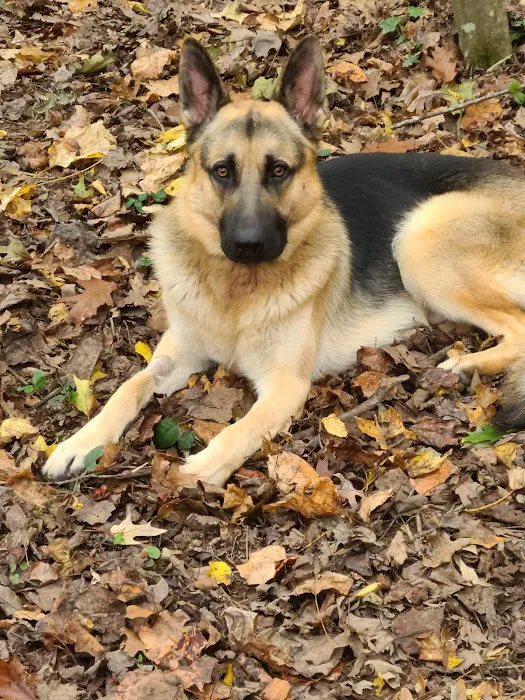 Animal Medical Center of Holly Springs 6