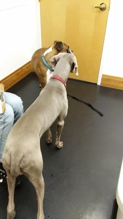 Pet Med Plus 3