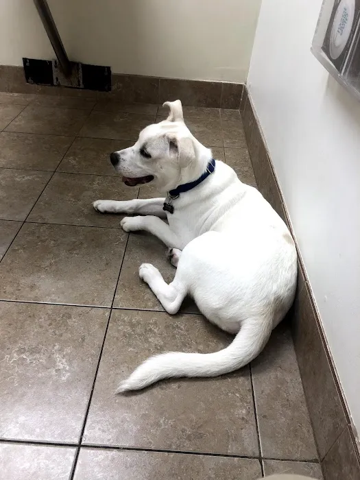 Peachtree Corners Animal Clinic 12