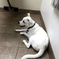 Peachtree Corners Animal Clinic ico