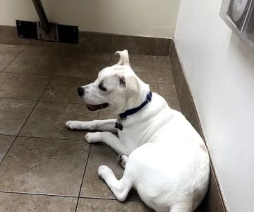 Peachtree Corners Animal Clinic